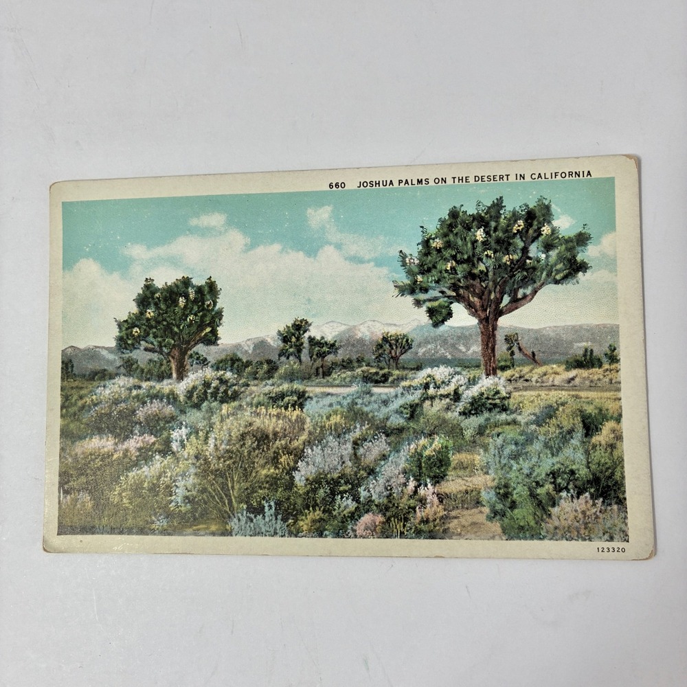 VTG Joshua Palms on the Desert in California Postcard 660 Unposted